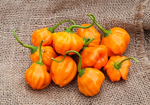 Aji Dulce Orange Heirloom Pepper Premium Seed Packet + More