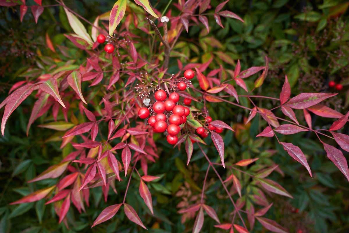 Nandina domestica "Bambù Sacro" pianta sempreverde a cespuglio in vaso ø18 cm Vivaio di Castelletto
