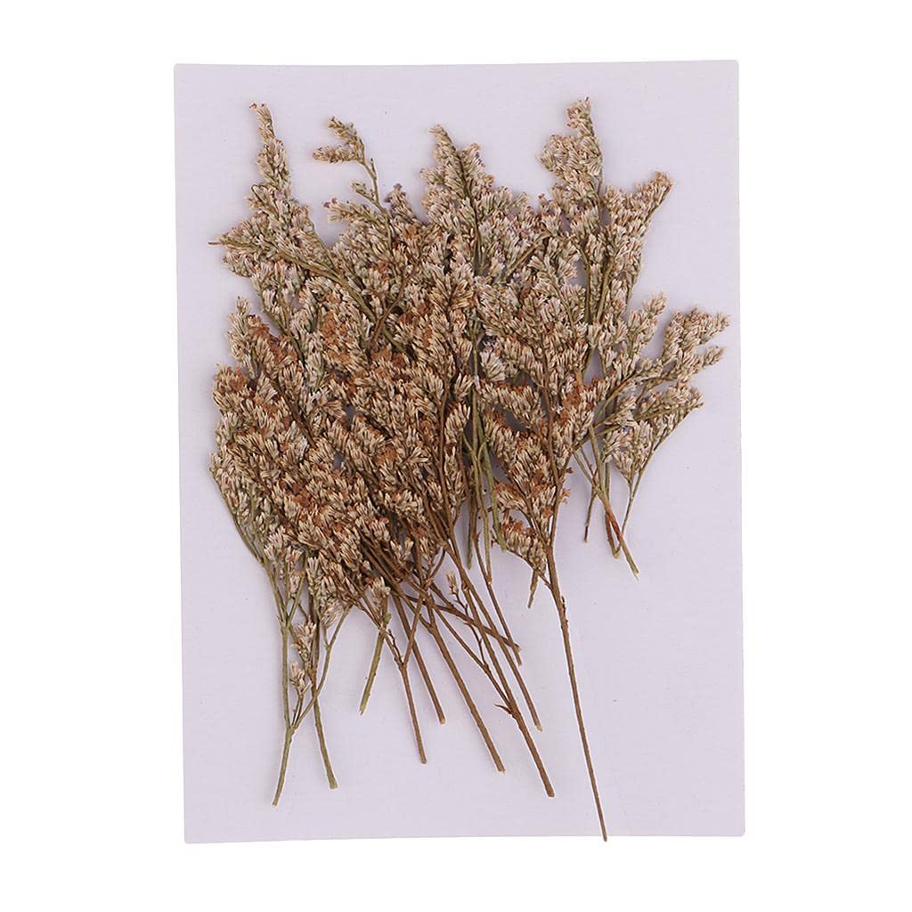 CALANDIS? 20 Pieces Natural Limonium Real Dried Flower Pressed Dried Flower for Craft | Dried Flowers | Dried Botanicals & Potpourri | Floral Crafts | Home Arts & Crafts-picture-35
