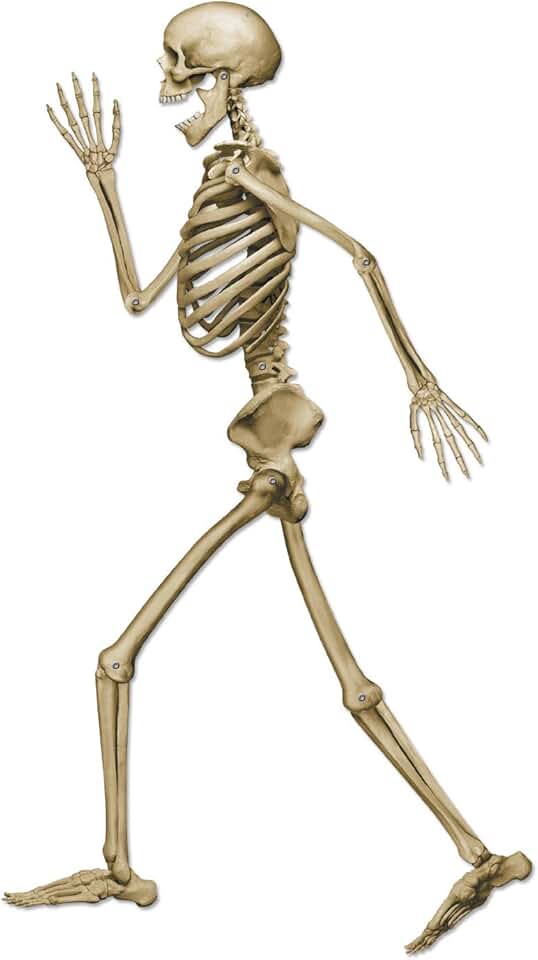 Скелет сбоку рисунок