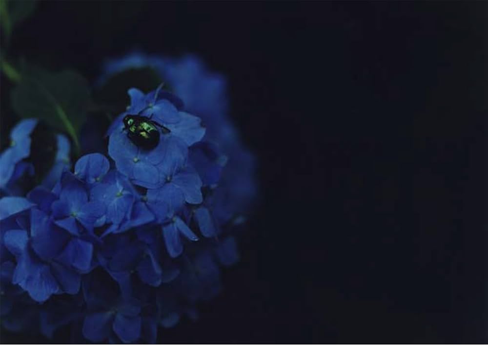 川内倫子写真集　あめつち Rinko Kawauchi – 川内倫子 | あめつち