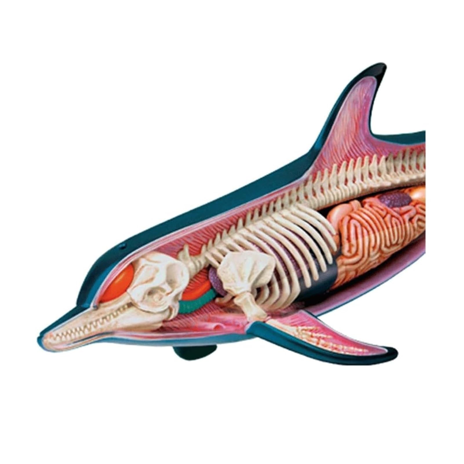 イルカの解剖学 身体構造と機能の理解