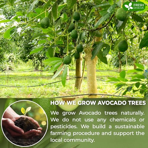 Image of FRESHDRINKUS, Premium 16oz Avocado Dried Leaves, 100% Natural & Pure form Avocado Leaves, Avocado Leaf Tea, Avocado Herbal Tea, No Additives, No Caffeine, Vegan