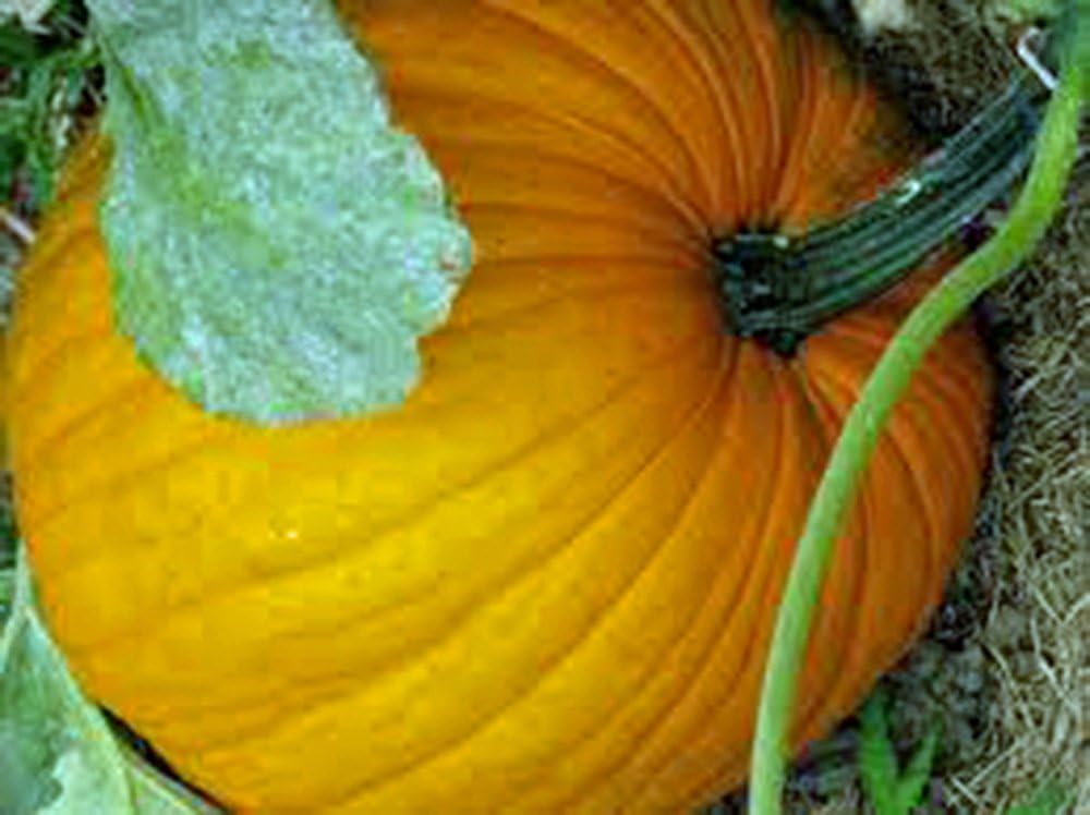 Connecticut Field Pumpkin Seeds NonGMO Heirloom