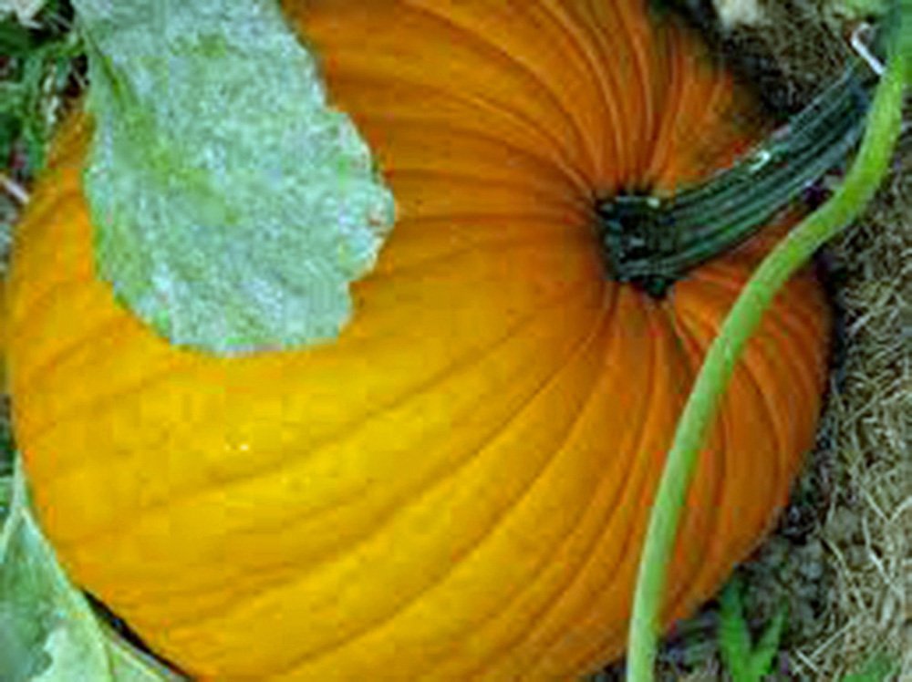 Pumpkin Seed, Connecticut Field, Heirloom, Non-GMO, 500 Seeds, Pumpkins