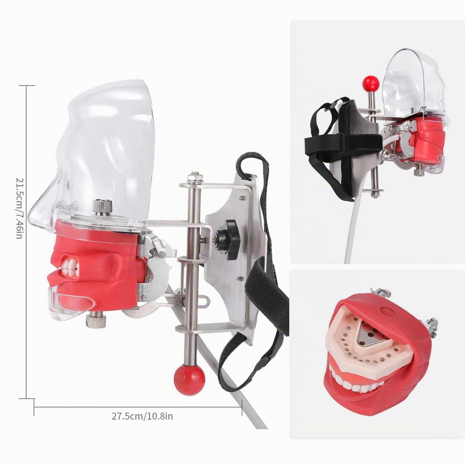 Tête Fantôme de Simulateur de Mannequin Dentaire – avec Modèle de Dents de Typodont Fixé sur Une Chaise, émulation élevée 1:1 Réglable à 360 Degrés pour Les écoles Dentaires, Formation