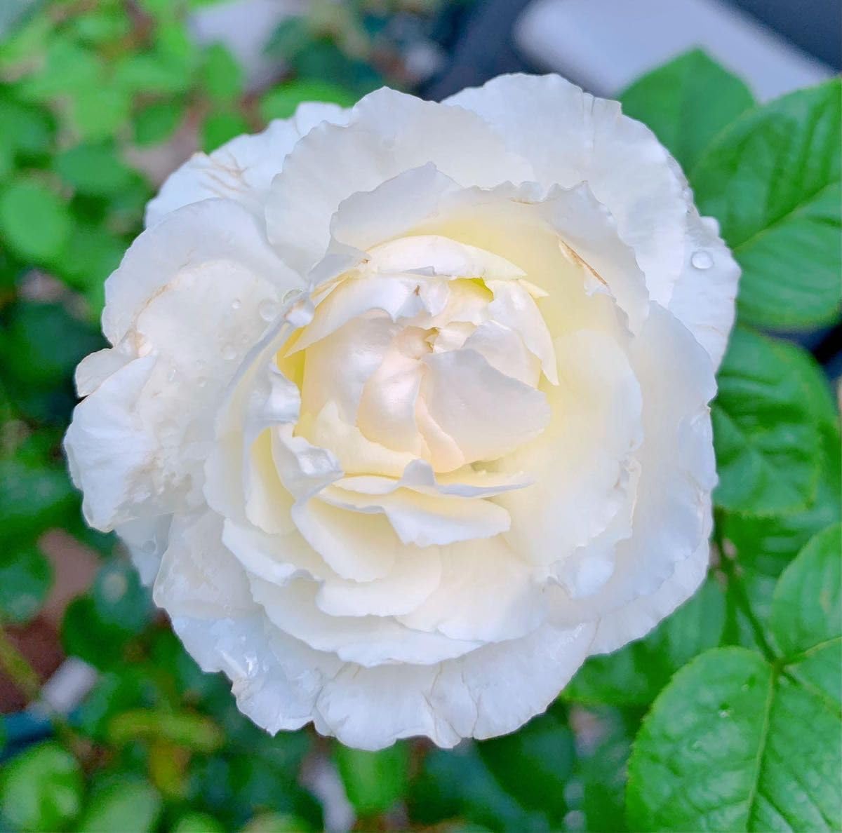 蕾付き❤️超入手困難！超強香超強健！カップ咲き純白なお花　バラ苗 蕾付き❤️超入手困難！超強香超強健！カップ咲き純白なお花