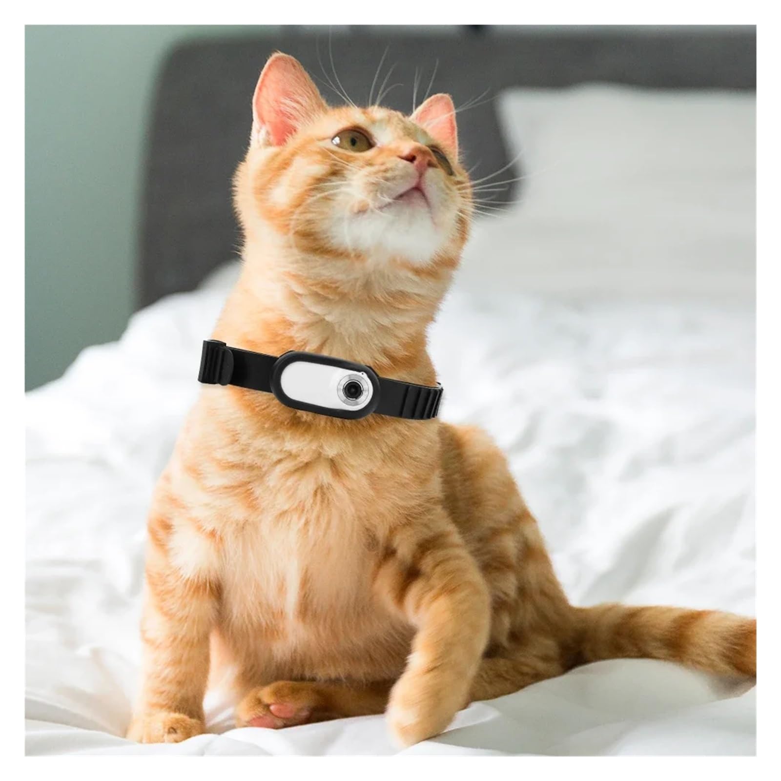 HD 1080P Sport/Action caméra Pas de WiFi nécessaire Chien Chat Collier for Animaux Compagnie Sport enregistrements vidéo avec Carte 32G Fournitures for(Black No Card)