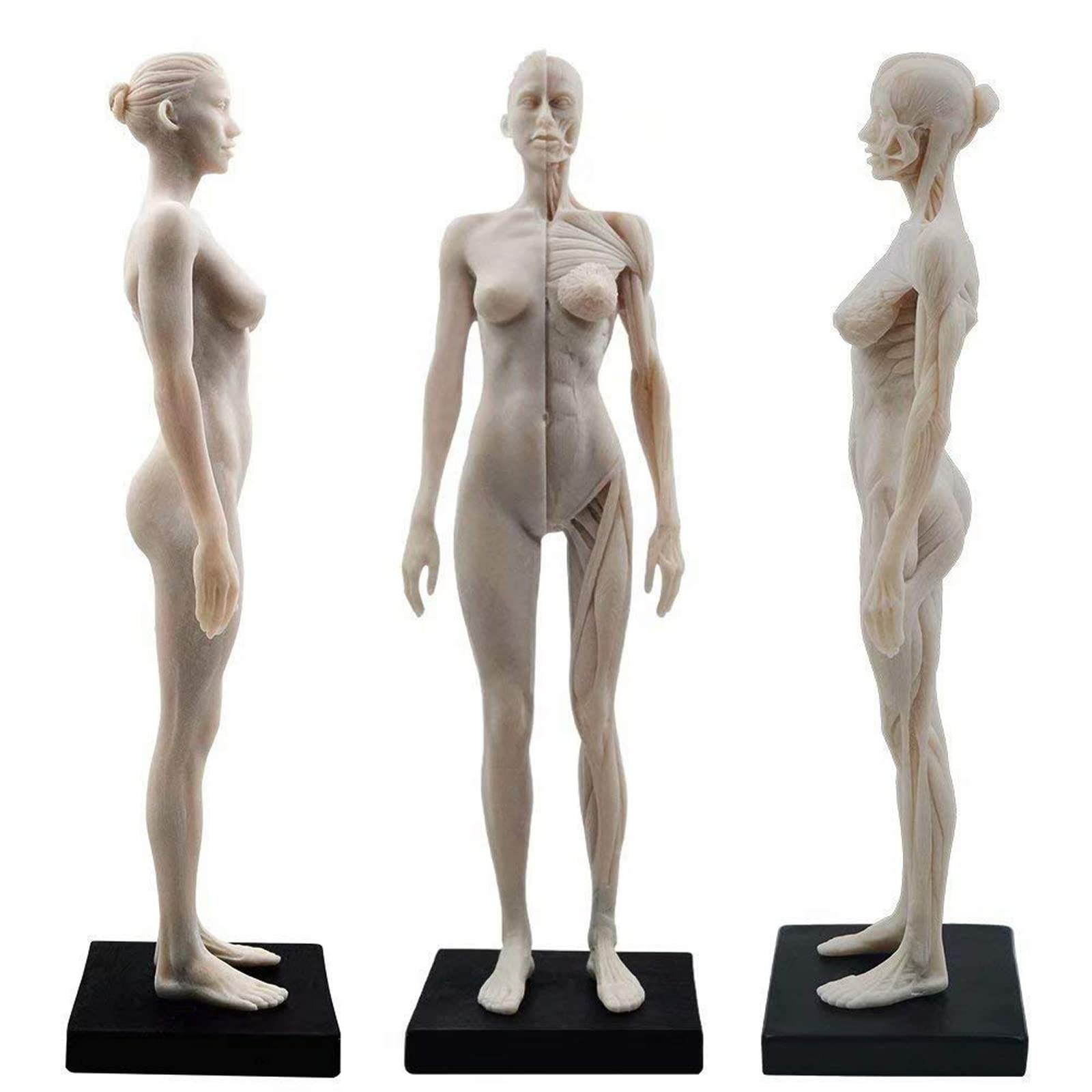 GTHTUHFD Skeleton Model 11Inch Resin Female Human, 1:6 White Body Musculoskeletal Cg Painting Sculpture, Art Figure