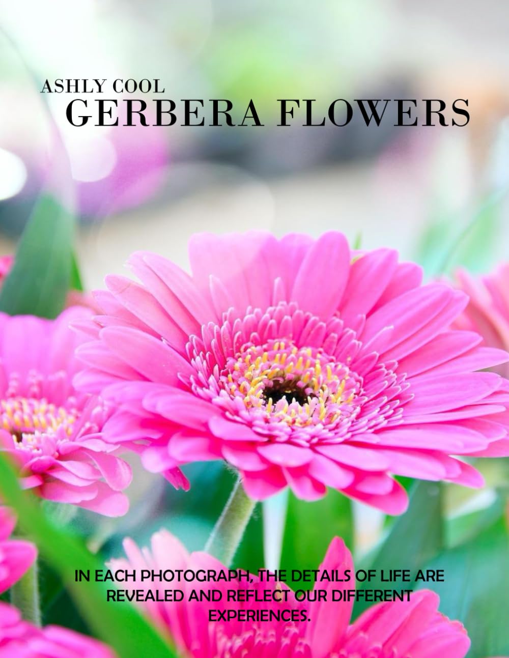 Gerbera flowers: Exploring Gerbera Flowers: A Visual Journey Through Nature’s Joyful Blooms