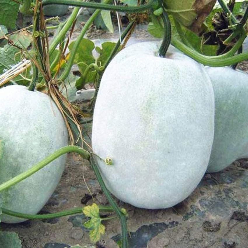 Safed petha seeds || Seeds for petha safed || 14 seeds (B0CVFQWL6S) Amazon Price History, Amazon Price Tracker