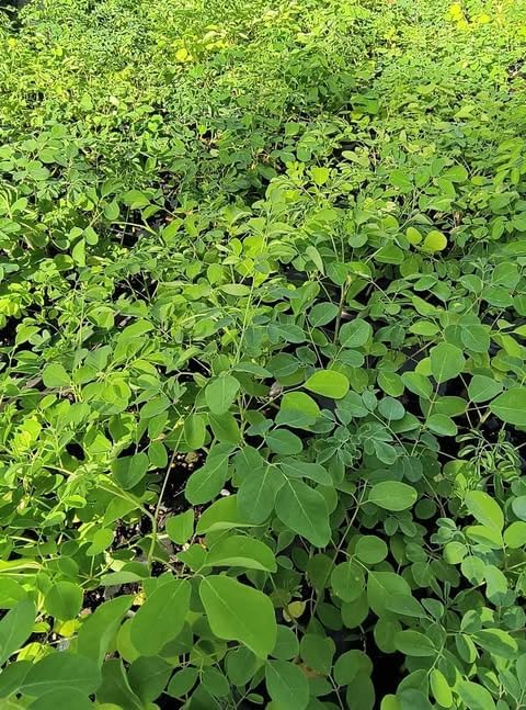 Miniatura 8 de Planta viva de membrillo de piña, arbusto de membrillo de 1 a 3 años, árbol de membrillo para plantar, tamaño de 1 galón