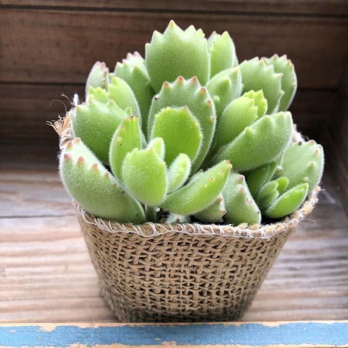 Amazon｜熊童子 可愛い熊の手 多肉植物 インテリア｜観葉植物