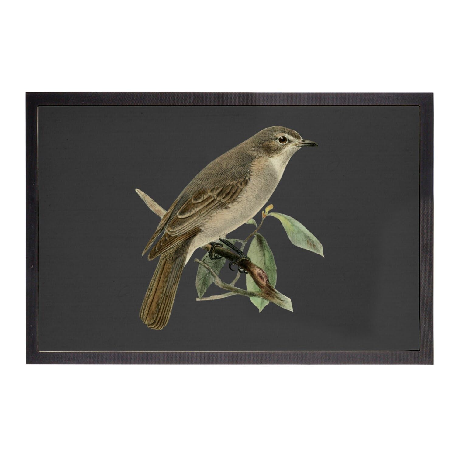 Paillasson noir oiseau perché de prestige illustration ancienne faune tapis 60x40cm