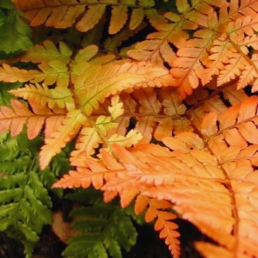 Autumn Fern Plants Lilve, 2 Plants, 4 Inches Potted, Fern