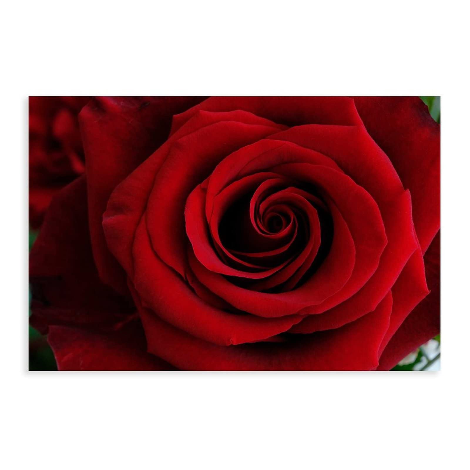 Amazon.com: Red Rose Blossom Wall Decoration Picture Botanical Poster Rose  Petals Poster Art Poster Bedroom Decor Room Posters Living Room Decoration  08x12inch(20x30cm) Unframe-style: Posters & Prints