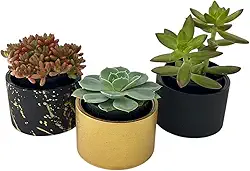 Kit com 3 vasos decorativos para casa em cimento para suculentas e plantas pequenas - 7cm diametro (Preto e dourado)