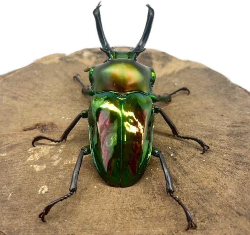 昆虫標本 - うみねこ通販 14mm緑シカツノエンマコガネ フンチュウ糞虫