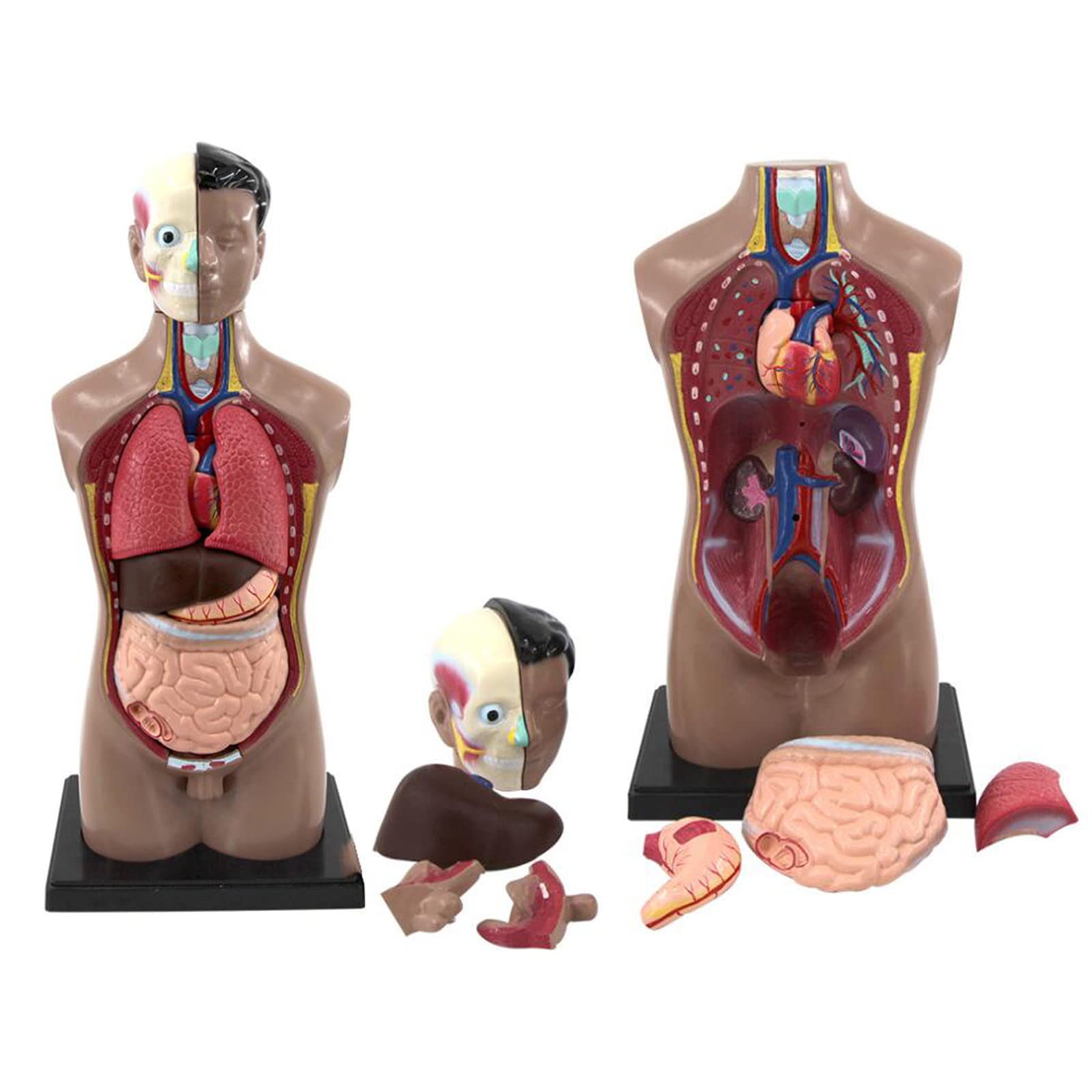 VEVOR Modello di Corpo Umano, 15 Pezzi 28 cm, Modello di Anatomia del