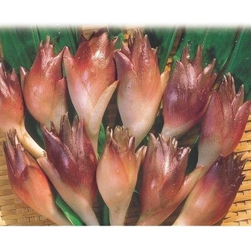 有用植物苗 ミョウガ 陣田早生ミョウガ 4株/ 国華園 25年秋商品のサムネイル