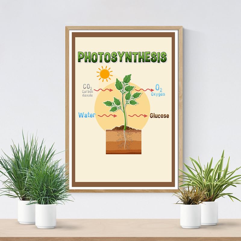 Amazon.com: Photosynthesis Process Poster - Science Biology