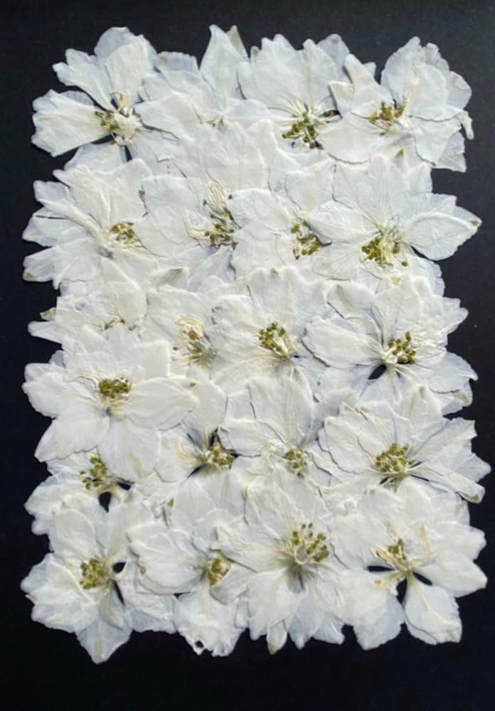 Amazon.co.jp: 押し花セット 千鳥草 (ホワイト) 褪色防止加工済 20枚