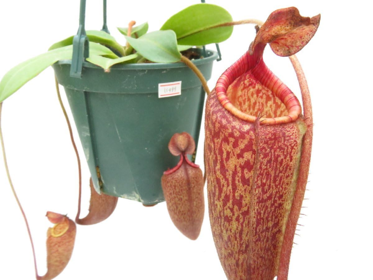Amazon.co.jp: N.peltata × mira 山本 5号現品限りネペンテス 食虫植物