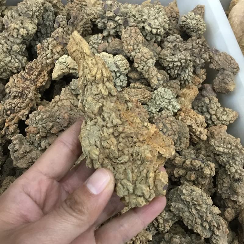 Heces ásperas de dinosaurio fósil de 400g para coleccionismo y decoración mineral de interiores 6