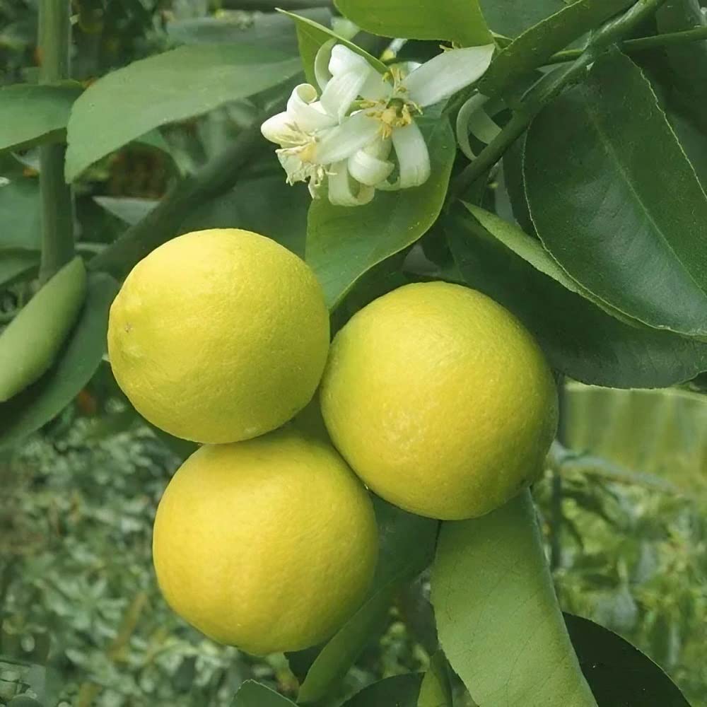 See full amazon price history chart for IXORA Misoriyo Malta Mosambi All Time Variety Grafted Fruit Live Plants & Tree(1-2 Feet Size) IXORA Misoriyo Malta Mosambi All Time Variety Grafted Fruit Live Plants & Tree(1-2 Feet Size) (B0BM849NW8) Amazon Price History, Amazon Price Tracker