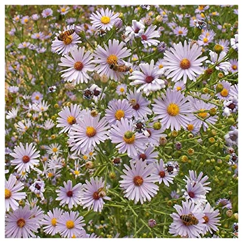Everwilde Farms - 500 Smooth Blue Aster Native Wildflower Seeds - Gold Vault Jumbo Seed Packet #TOP3