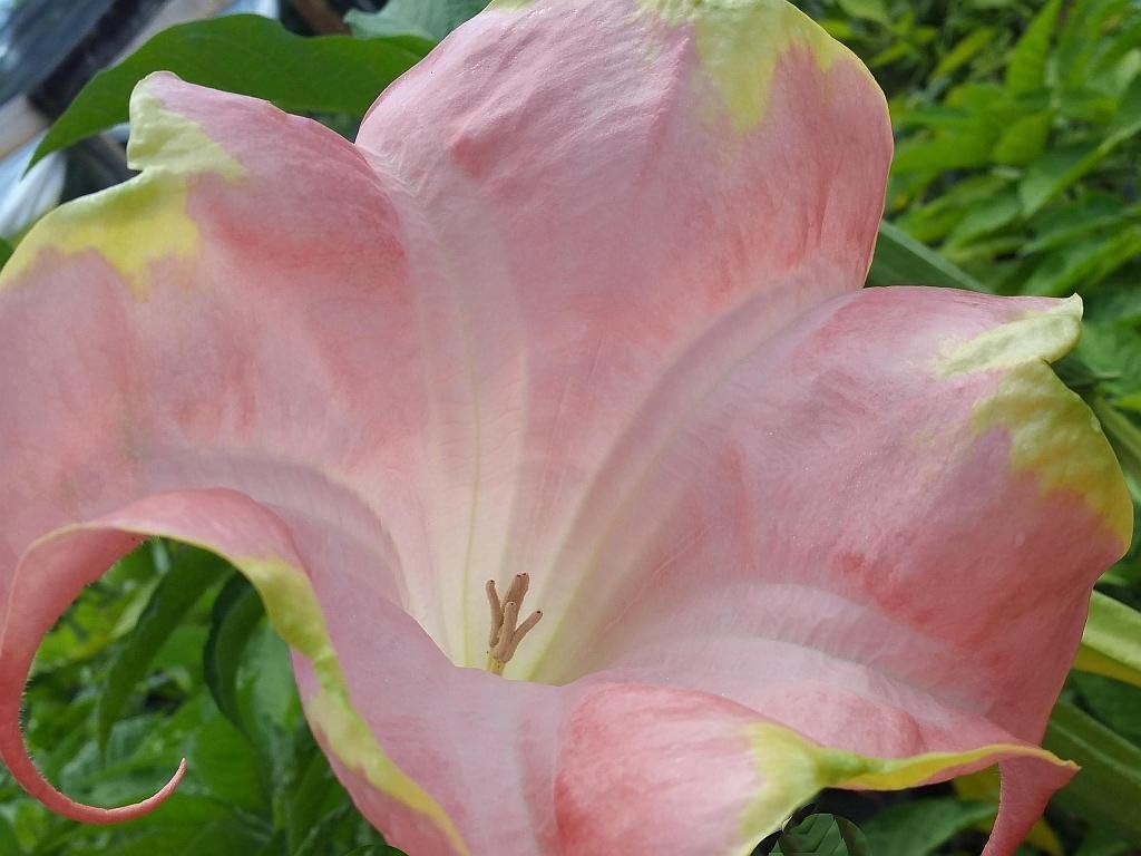 Santa Rosa - Brugmansia Hybrid Angels Trumpet - Live Tropical Plant - Big Single Peach Pink Flower - Emerald Goddess Gardens - Starter Sz 4 Inch Pot