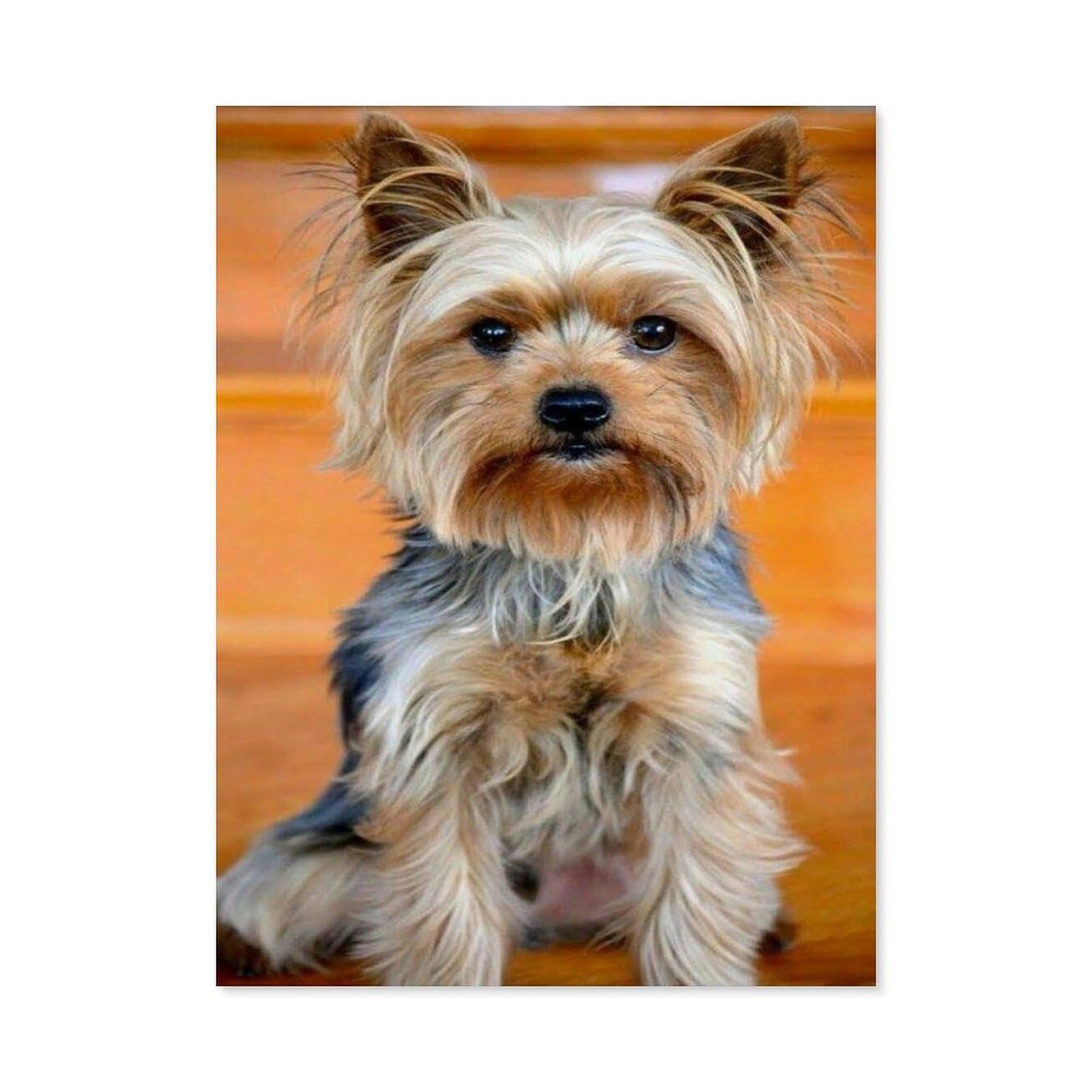 BEAYODKP Paint by Numbers for Adults，Yorkshire Terrier Cute Dog，DIY Paint by Numbers Kits for Adults Kids on Canvas with Brushes and Acrylic Pigment Oil Painting Kits Home Decor Gift(20x30cm)-A37