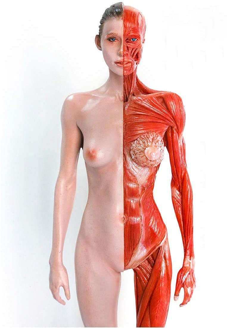 Modèle d'anatomie de la figure d'anatomie féminine - Modèle d'anatomie musculo-squelettique humaine - Modèle anatomique des muscles et des os humains - pour étude de dessin d'artiste médical