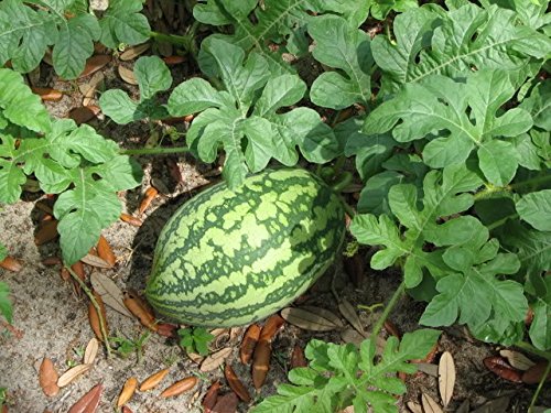 Rare American Heirloom Heritage Water Melon Seeds. Florida Giant Huge Watermelon Certified French Organic Grower