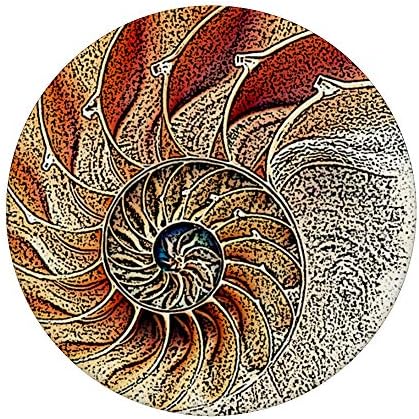 Amazon Com Nautilus Shell Fibonacci Spiral In Nature Sacred Geometry Popsockets Popgrip Swappable Grip For Phones Tablets Cell Phones Accessories