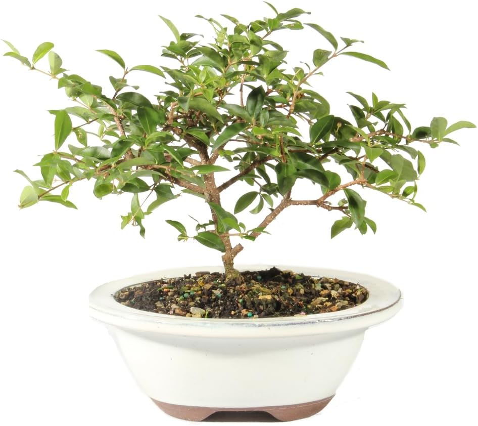 Brussel's Bonsai Live Barbados Cherry Bonsai Tree - Indoor Live Bonsai Tree with Ceramic Bonsai Pot