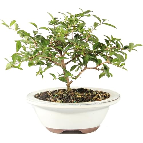 Brussel's Bonsai Live Barbados Cherry Bonsai Tree - Indoor Live Bonsai Tree with Ceramic Bonsai Pot