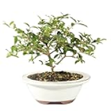 Brussel's Bonsai Live Barbados Cherry Bonsai Tree - Indoor Live Bonsai Tree with Ceramic Bonsai Pot