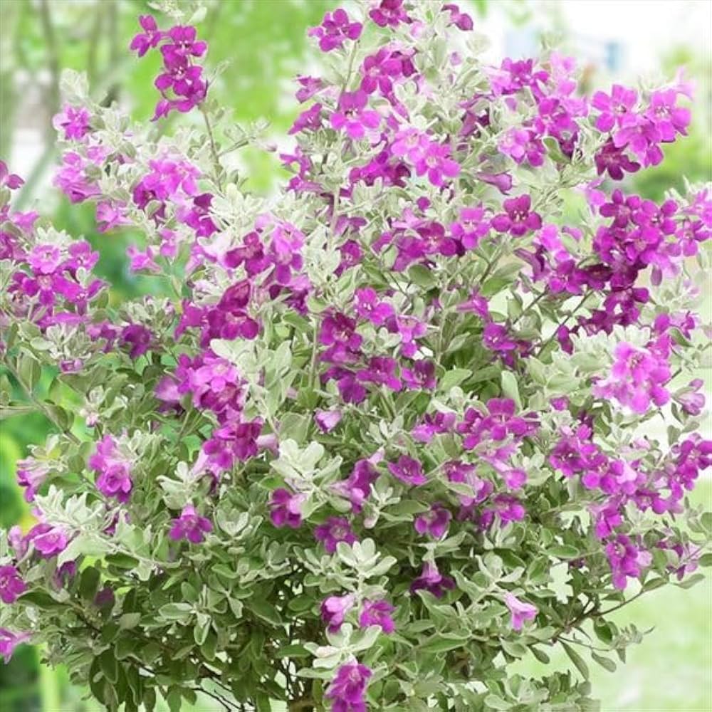 レウコフィルム　グリーンリーフ　/畑2 楽天市場】2025年5月下旬頃より発送レウコフィルム テラコッタ