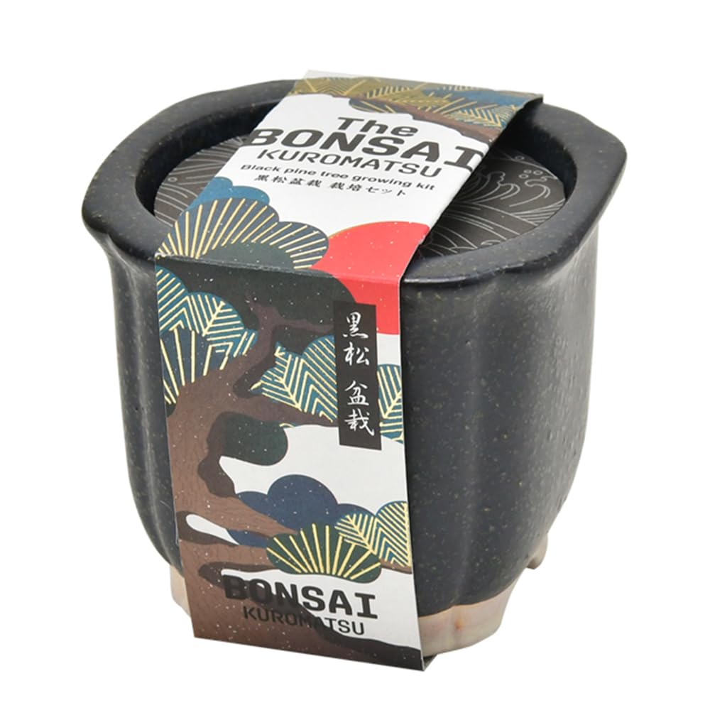Amazon｜聖新陶芸 The BONSAI 栽培セット 黒松 サイズ：約W8.5