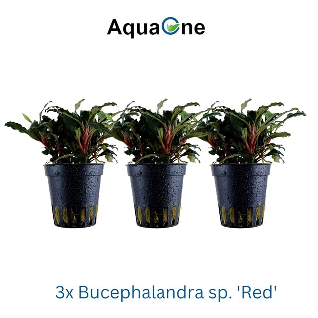 Foto 2 de 7 de AquaOne Planta de acuario 3 piezas Bucephalandra sp. 'Red' I Planta acuática Planta de acuario, rizoma, rizoma