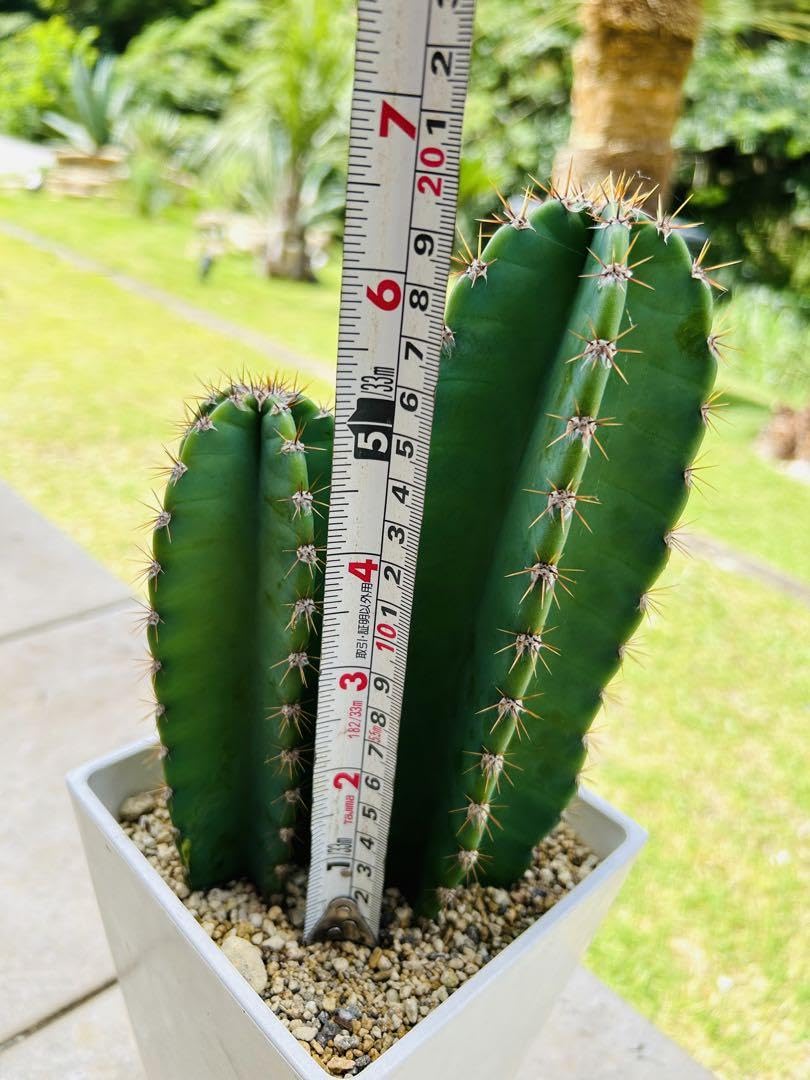 Amazon.co.jp: 柱サボテン 鬼面角 とげあり 2本立て インテリア