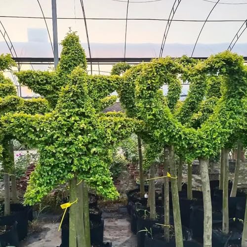 semi di ligustro per seto - seto di ligustro, semi giardino balcone piccolo per donne, balcone resistente 200pcs