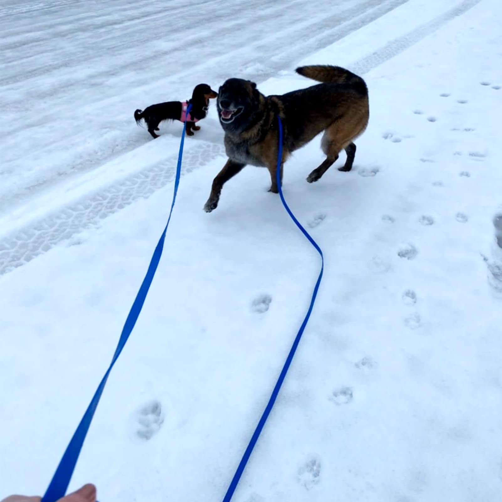 ZALER Correa Larga para Perro, Impermeable, 15 pies, a Prueba de olores, con mosquetón de Aluminio de aviación, Cierre de Tornillo, para Perros pequeños, medianos y Grandes (15 pies, Naranja)