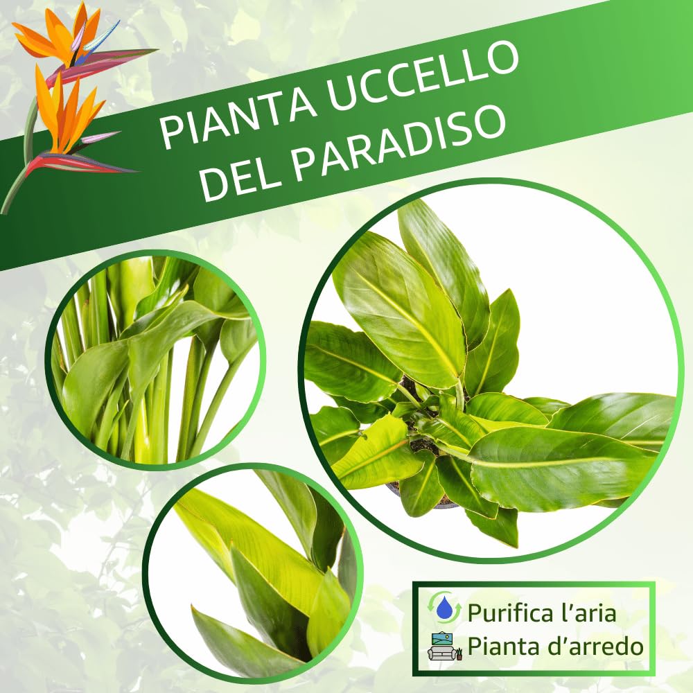 Strelitzia Reginae Uccello del Paradiso, Pianta Vera Decorativa, Vaso 24 cm, h 90 cm (Vaso Verde Salvia)