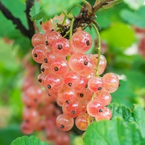 Plant Theory Pinkcurrant Gloire De Sablons Fruit Bush Ribes rubrum 3L Pot