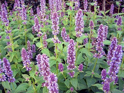Earthcare Seeds Anise Hyssop 600 Seeds (Agastache Foeniculum) Non Gmo – Open Pollinated - Heirloom – Perennial #TOP7