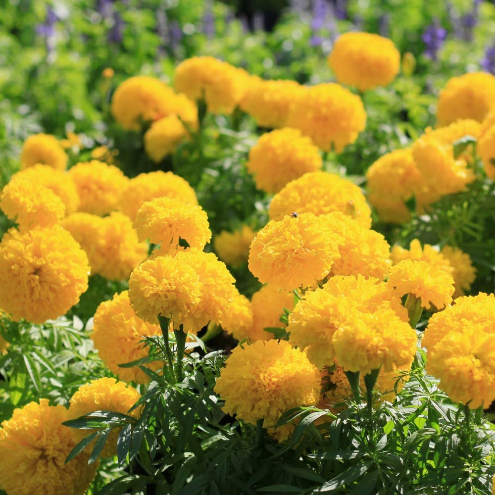 African Marigold Seeds 'Lemon Mum' Tagetes erecta Double Chrysanthemum-Flowered Yellow Blooms Easy to Grow Your Own Garden Flowers 1x Packet (Approx. 100) Seeds By Thompson and Morgan