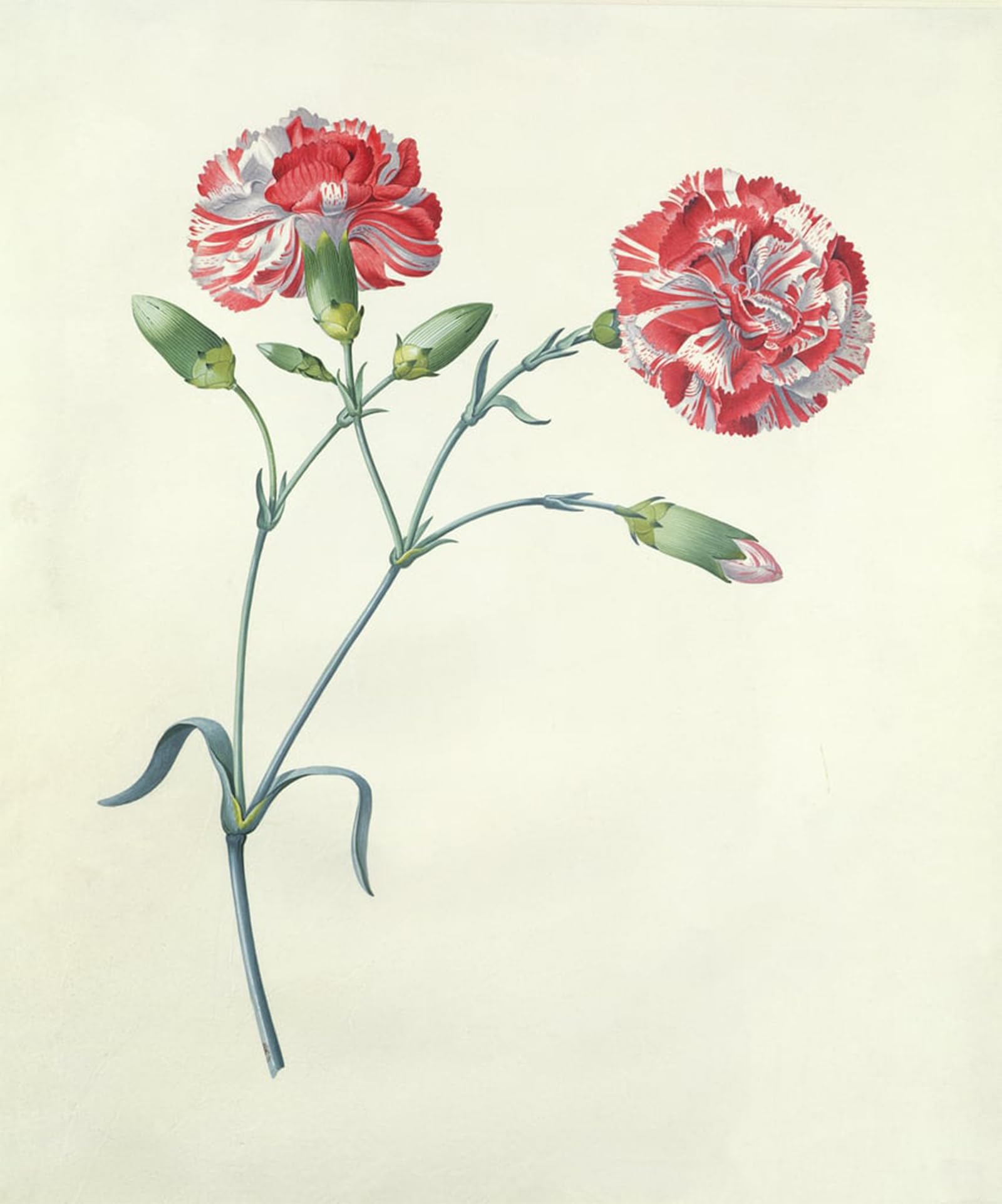 POSTERIIk Vintage Classic Picture Landscape Artwork Carnation by Georg Dionysius Ehret Portrait Canvas Painting for Office Home Decor 60x90cm