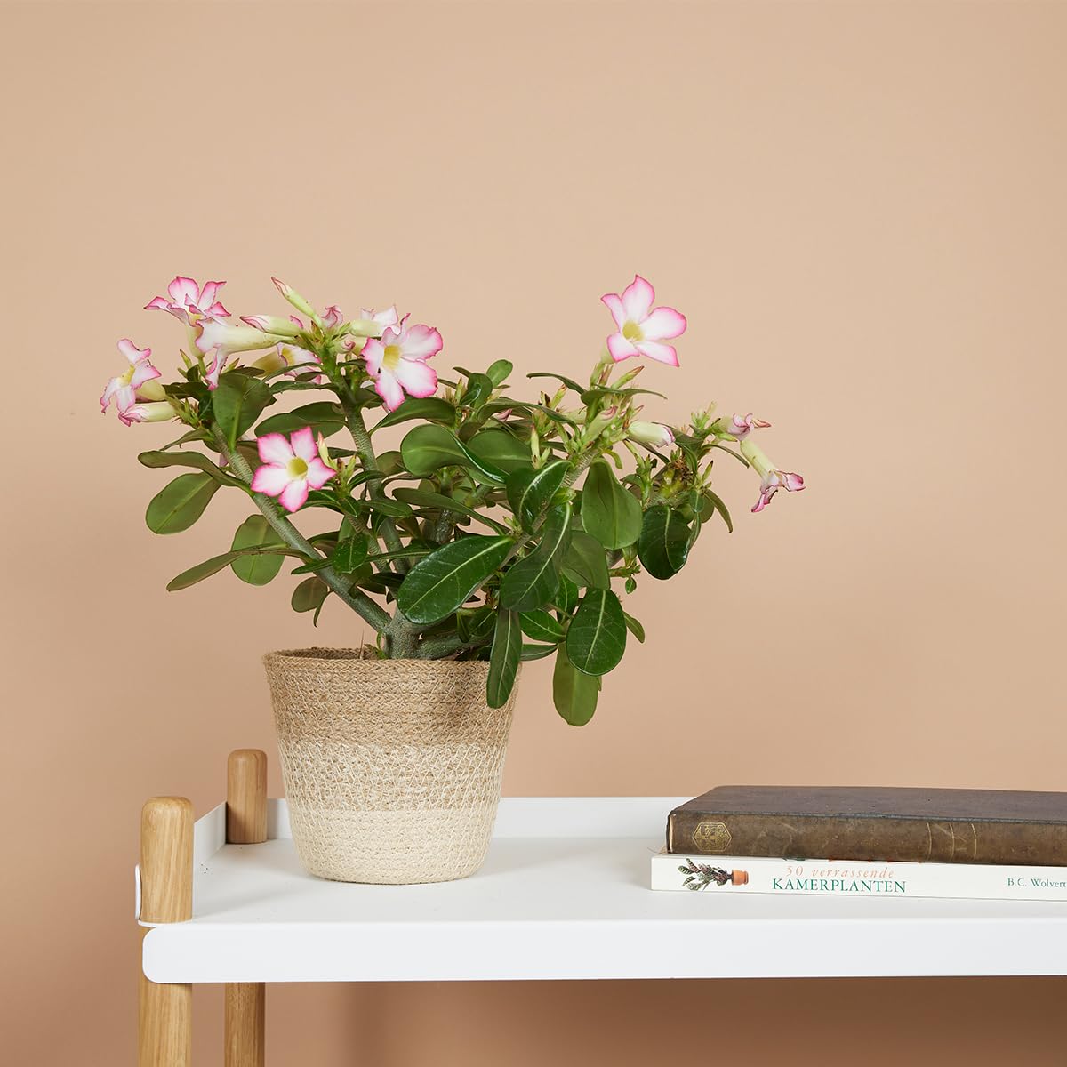 Bloomique Adenium Obesum Rose du Désert Plante d'intérieur Pot 13cm Hauteur 25-35 cm